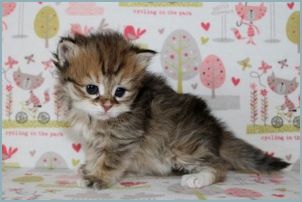 Female Siberian Kitten from Deedlebug Siberians